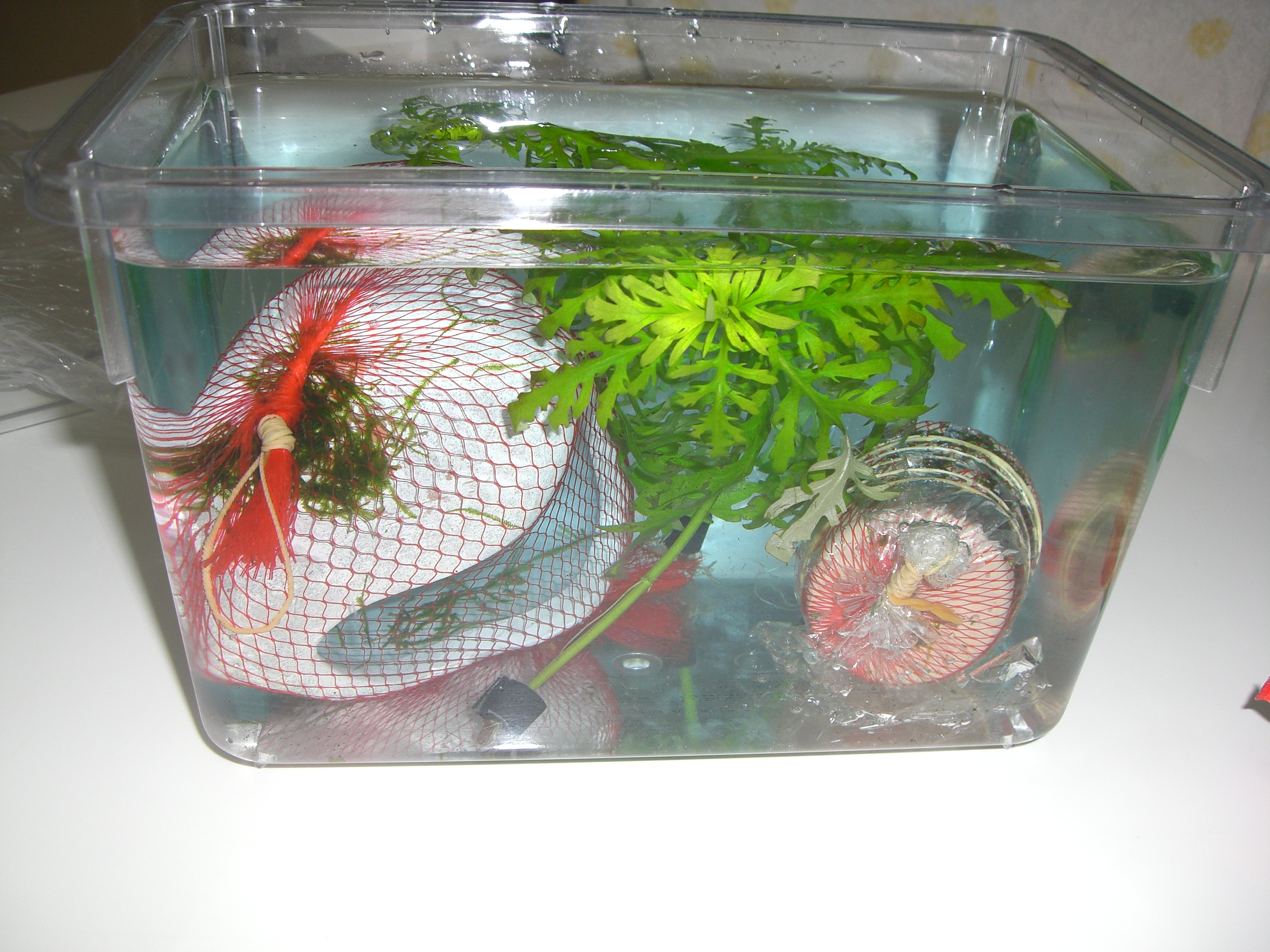 熱帯魚と水草 飼育日記 断念